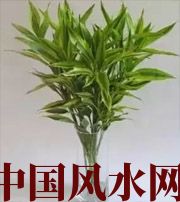 资阳十二生肖养什么植物最旺财运？你知道吗！