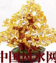 资阳买了招财植物却不能发财，是方位摆错了！